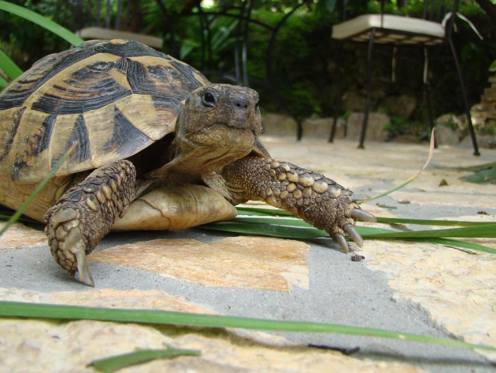Turtle Apartments ดูบรอฟนิก ภายนอก รูปภาพ